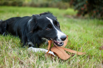Fototapeta premium Black and White Dog Lying on Green Grass and Gnawing a Stick with Yellow Leaf Outdoors During Autumn Day.