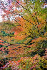 総社市豪渓の紅葉が最盛期で色とりどりの風景が綺麗