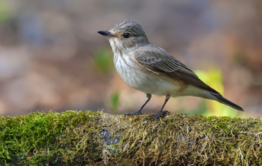 Obraz premium Spotted flycatcher perched on a mossy branch near a pond in forest