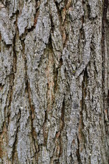texture  tree  wood