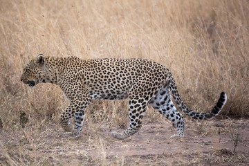Leopard (Panthera pardus) 