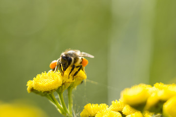 Save the Bees