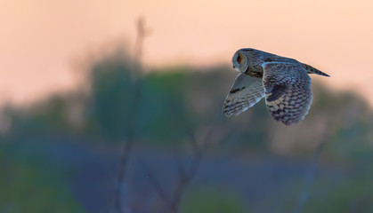 Long-eared owl in flight at the sunset
