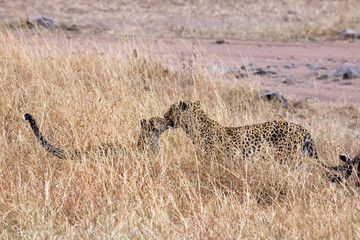 Leopard (Panthera pardus)