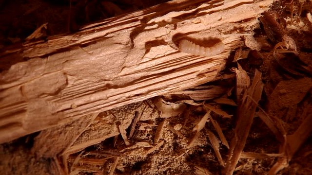 Larve of Hylotrupes bajulus in an old wooden prism
