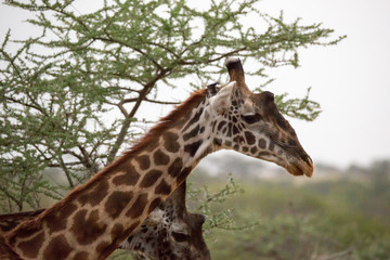 Giraffe (Giraffa)