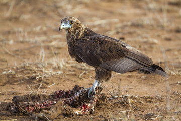 Bateleur Eagle in Kruger National park, South Africa