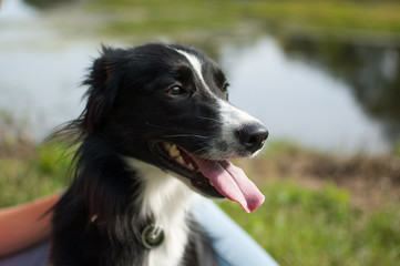 Portrait of Black and White Dog Lying on Ground with Tongue Hanging Out During Hot Summer Day on Lake Background.