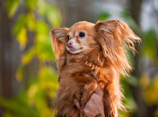 dog  chihuahua portrait against a background of an autumn forest