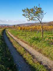 Obraz premium Eisenstadt Feldweg über St. Georgen