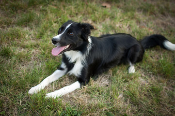 Portrait of Happy Black and White Dog Lying on the Green Grass in the Backyard During Summer Day.