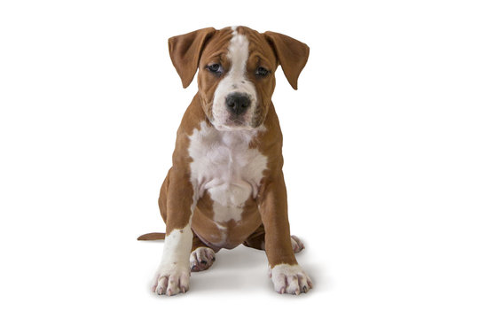 Cute puppy American Staffordshire Terrier isolated on white background, close-up