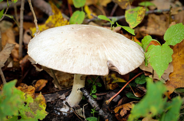 Pilz, Pilze am Waldboden