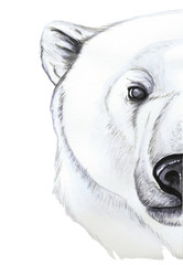Drawing with watercolor of predator mammal polar bear, artic, portrait of polar bear, in realism style, white wool, pattern, printshop, winter, new year, christmas, on white background