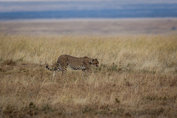 Gepard - Acinonyx jubatus