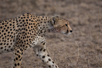 Gepard - Acinonyx jubatus