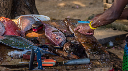 Obraz premium Close up to fisher's hands cleaning the fresh fish on a dirty wooden table on the beach,Mauritius. 