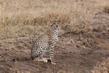 Gepard - Acinonyx jubatus