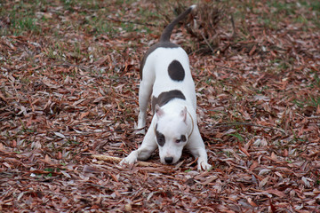 American staffordshire terrier puppy is frolicking on the autumn foliage.