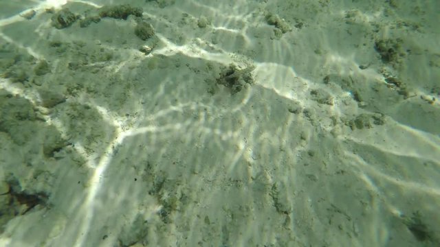 Go Pro point of view of a jawfish ñguardingî an underwater burrow with a langoustine/lobster pushing out sand from the burrow. POV.  1 of 4