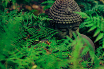 buddah statue in leaves