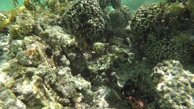 Go Pro point of view of coral/reef/tropical fish  in the Seychelles islands while snorkelling in the ocean with striped fish swimming around. POV. 