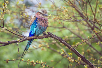 Lilac breasted roller in Kruger National park, South Africa