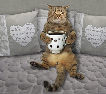 The Cat With A Cup Of Black Coffee Is On A Gray Sofa.