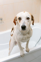 Cute dog standing in bathtub waiting to be washed