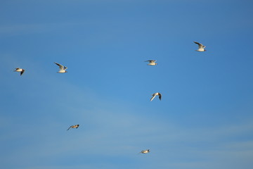 a flock of birds in the sky