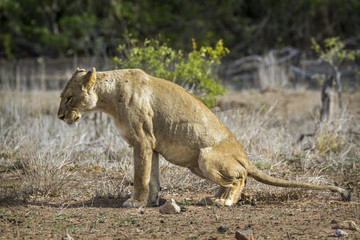 African lion in Kruger National park, South Africa