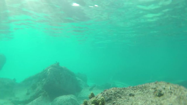 Go Pro point of view of pretty coral/reef/tropical fish (powder-blue surgeon) in the Seychelles islands while snorkelling in the ocean. POV. 