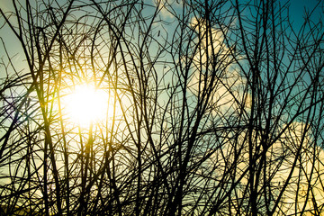 Texture of branches and trunks of tree with the sun in the background. An idyllic background