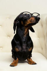 cute close up dog dachshund breed, black and tan, with black glasses in his eyes sits full-length in a white armchair and looks up.