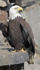 Stellers sea eagle. Latin name - Haliaeetus pelagicus