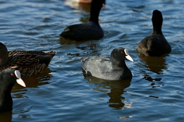 Black coots floating on blue water with waves