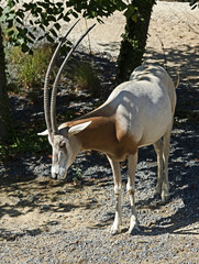 Oryx gazelle. Latin name - Oryx gazella gazella