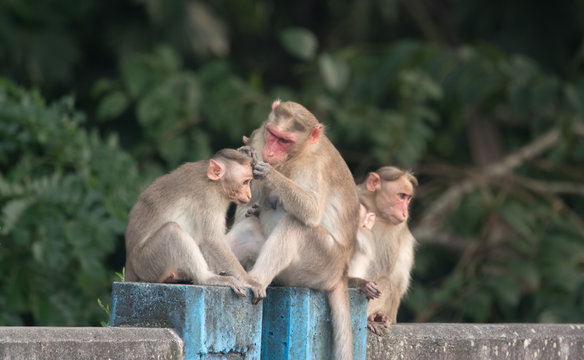 Monkey grooming each other