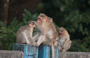 Monkey grooming each other