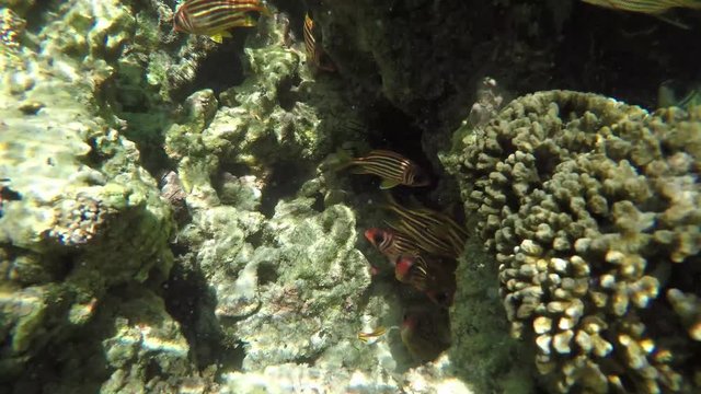 Go Pro point of view of coral/reef/tropical fish  in the Seychelles islands while snorkelling in the ocean with pretty striped fish swimming around. POV. 