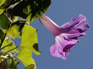 Blüte von violettem Hibiskus © Manfred Richter
