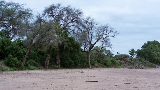 A static timelapse of a dry river bed with large trees and green vegetation at the start of summer with elephants passing through. 