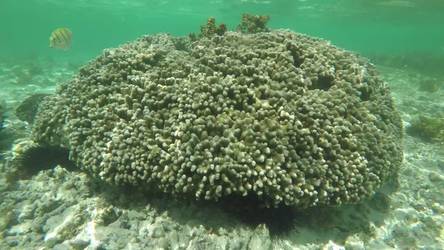 Go Pro point of view from underwater with coral reef and fish swimming past going upn from the sea to show the famous Anse dÍArgent beach in Ladigue, Seychelles with granite rock boulders. POV. 