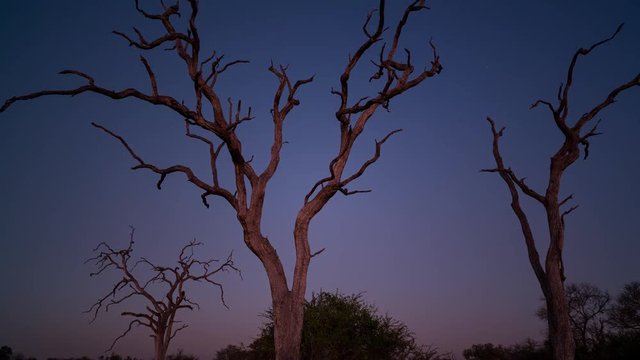  A day to night timelapse tilt up from an abstract Leadwood tree landscape as night falls to a dark and dramatic night sky and Milky Way. 