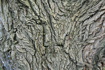 baumborke