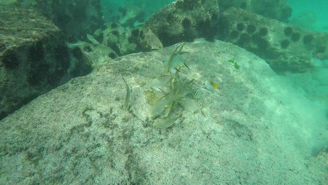 Go Pro point of view of pretty coral/reef/tropical fish in the Seychelles islands while snorkelling in the ocean. POV. 