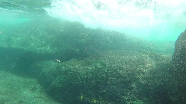 Underwater view of a waves crashing in shallow water over corals and rocks in Seychelles with tropical fish swimming by. GoPro, POV. 