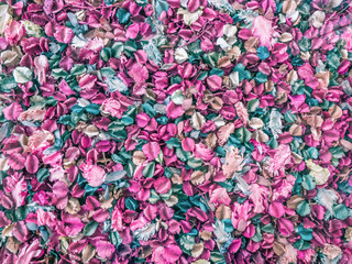 Background image of the flower petals.It's colorful