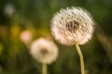 Dandelion tranquil abstract closeup art background. Beautiful blowball.