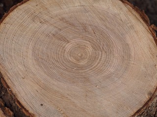 Schnittfläche eines Fichtenbaums mit Jahresringen